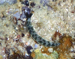 Thuridilla gracilis