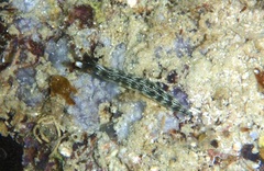 Thuridilla gracilis