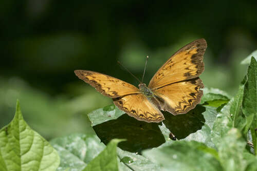 Common Glider