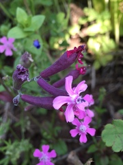Silene aegyptiaca