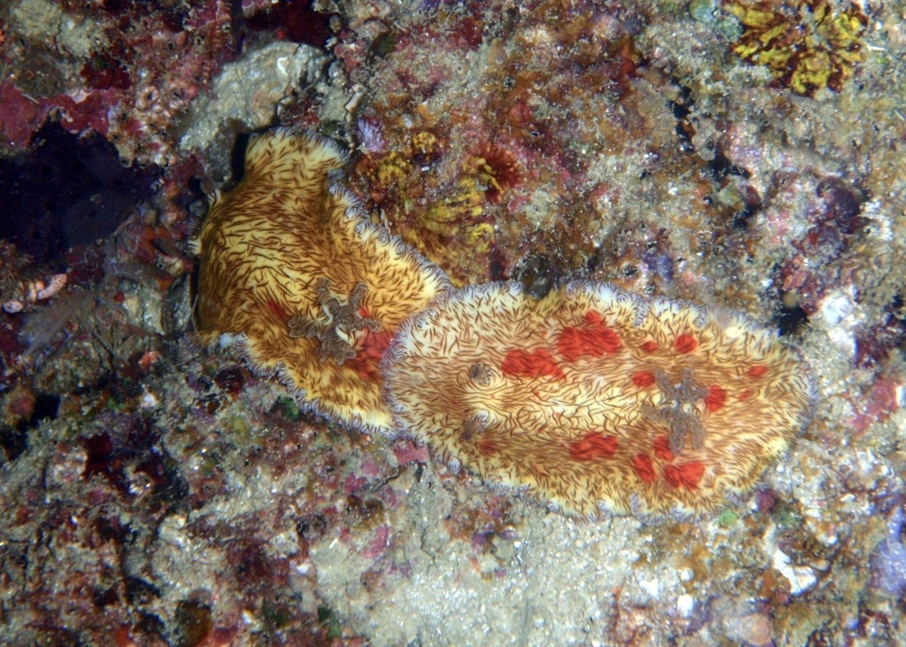 Lined Pancake Dorid (Platydoris cruenta)