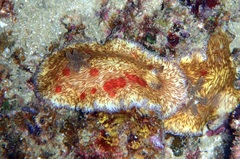Platydoris cruenta