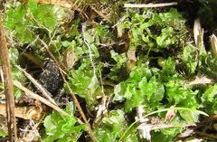 Fossombronia pusilla