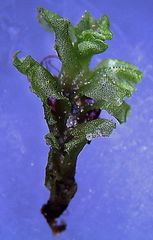 Fossombronia pusilla