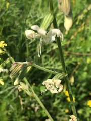 Silene dichotoma