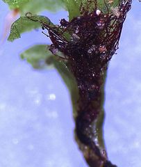 Fossombronia pusilla