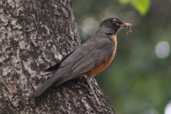 Turdus migratorius