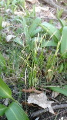 Carex alba