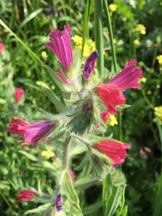 Echium judaeum