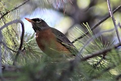 Turdus migratorius
