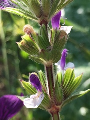Salvia viridis