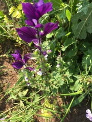 Salvia viridis