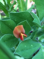 Lotus tetragonolobus