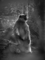 Semnopithecus hypoleucos