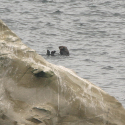 Northern Sea Otter photographed in Oregon
