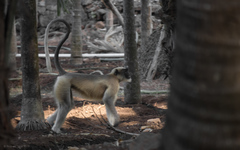 Semnopithecus hypoleucos