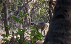 Semnopithecus hypoleucos