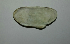 Barbatia barbata