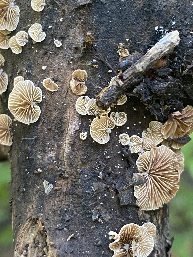 Crepidotus variabilis · November 2023 · photo: © carancho (iNaturalist, cc-by)