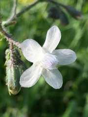 Anchusa strigosa