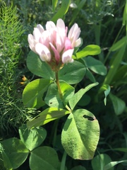 Trifolium clypeatum