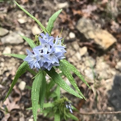 Amsonia tabernaemontana