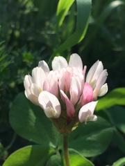 Trifolium clypeatum