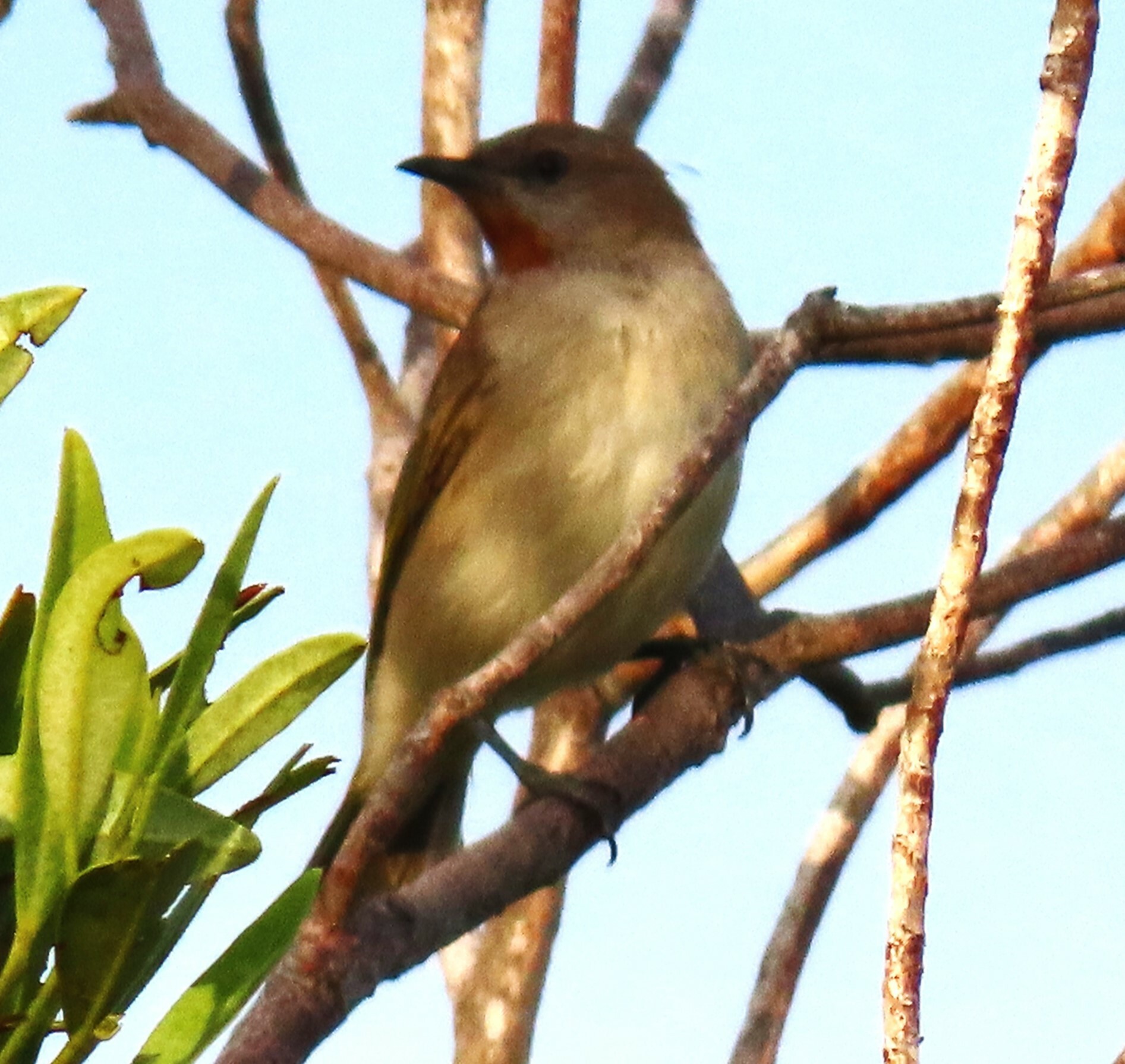 Rufous-throated Honeyeater (Conopophila rufogularis)