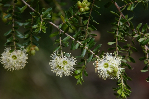 Kunzea flavescens