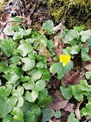 Ficaria verna
