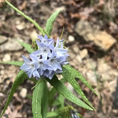 Amsonia tabernaemontana