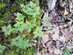 Geranium robertianum
