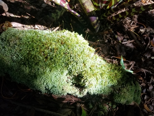Leucobryum gracile observed 2023-11-04
