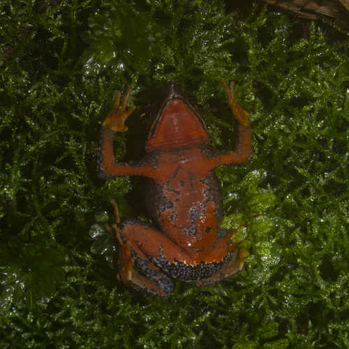 San Lorenzo Harlequin Toad, Atelopus nahumae