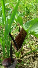 Arum dioscoridis