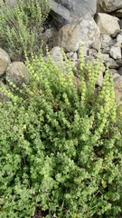 Pseudodictamnus undulatus