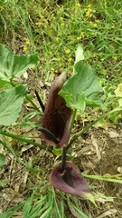 Arum dioscoridis