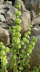 Pseudodictamnus undulatus