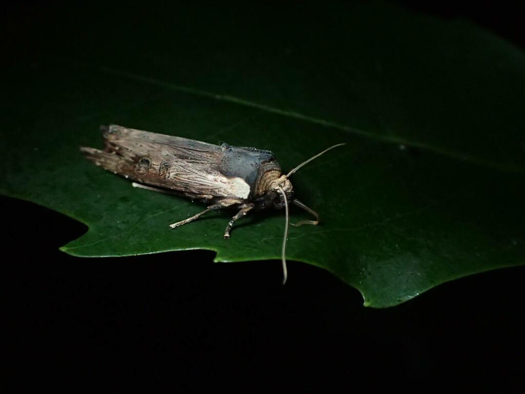 Xylena fumosa