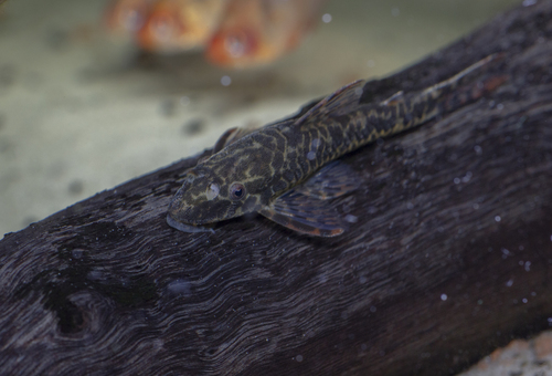 Tailspot dwarf pleco (Parotocinclus maculicauda) — Loricariidae — 3