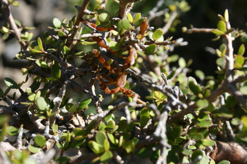 Image of Korthalsella clavata by (c) Juliette Fuehrhop, some rights reserved (CC BY)