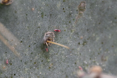 Hesperolabops gelastops