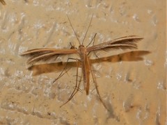 Pterophorus innotatalis