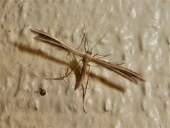 Pterophorus innotatalis