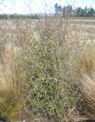 Olearia hectorii