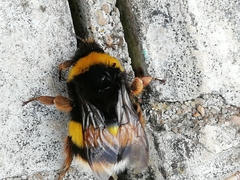 Bombus terrestris lusitanicus