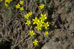 Ceratocephala falcata