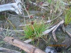 Juncus caespiticius