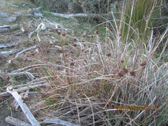Juncus caespiticius
