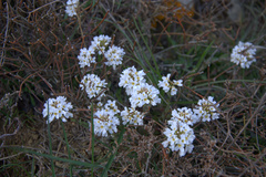 Noccaea macrantha